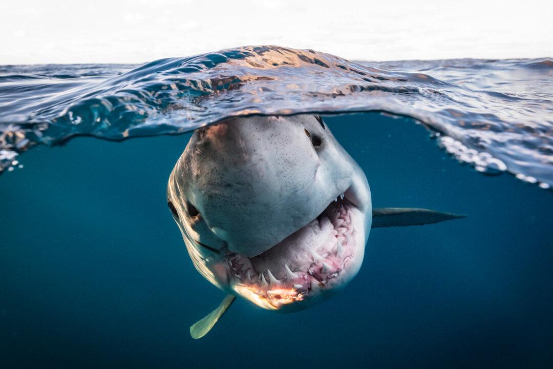 Winners of Underwater Photographer of the Year 2022 Unveiled—Showcasing Sharks, Shipwrecks, Starfish, and More