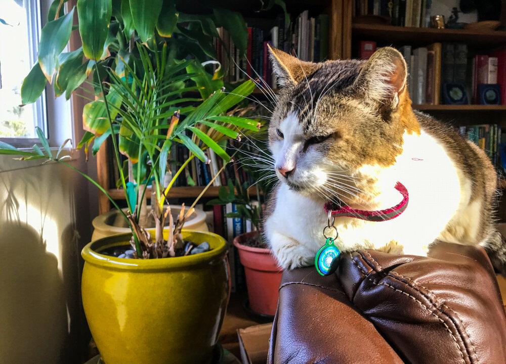 Your Pets Can Experience the Negative Effects of EMFs Too – Learn Why, and How You Can Mitigate Their EMF Radiation Exposure