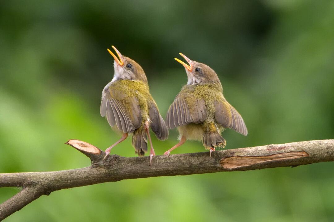 Aussies Encouraged to Count Backyard Birds to Help Conservationists Track Trends