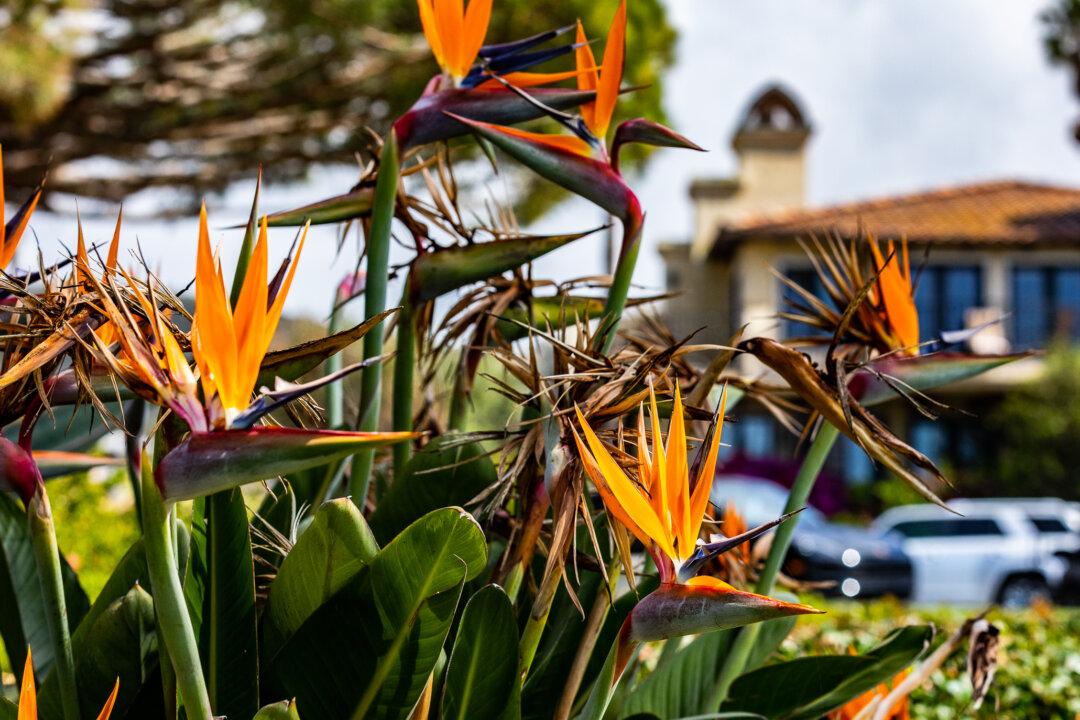 Laguna Beach to Build Butterfly Garden at Bluebird Park
