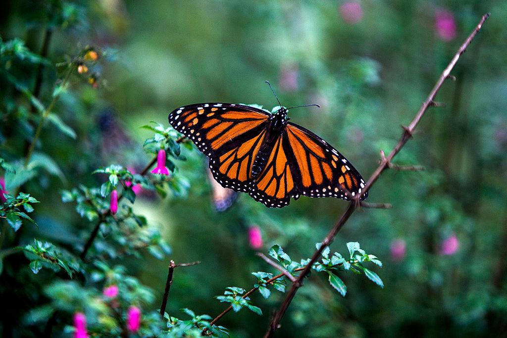 Canada Places Monarch Butterflies on Country’s Endangered Species List