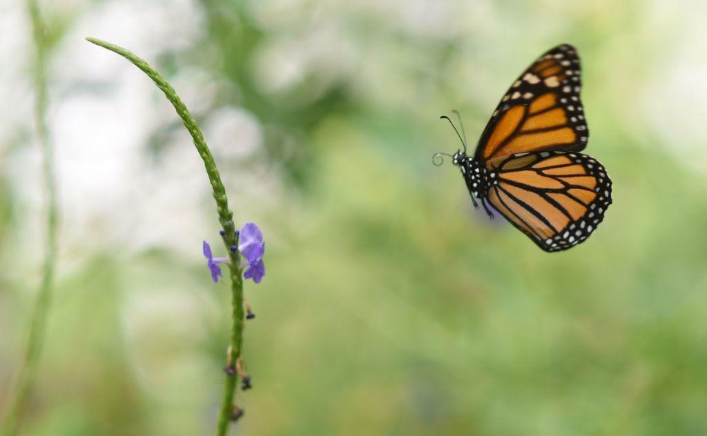 Monarch Butterfly Population Drops by 30 Percent in California