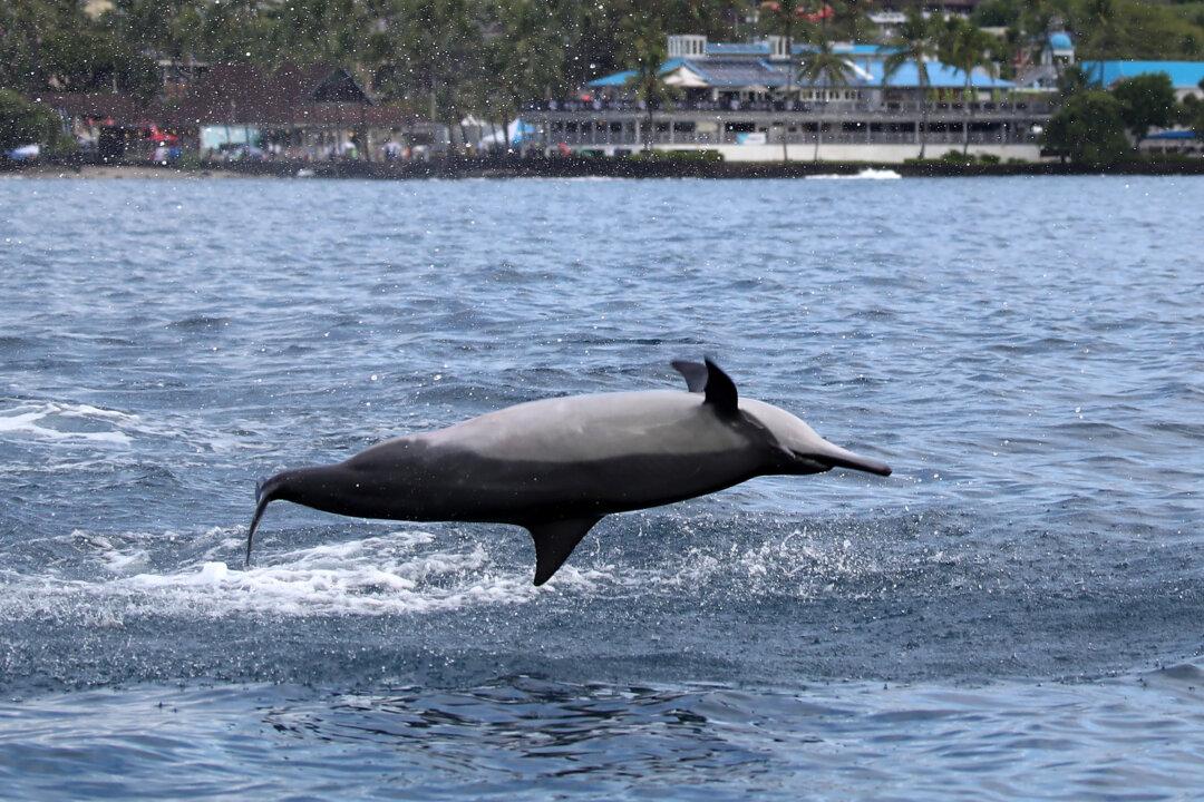 Feds Sued for Banning Swimming With Dolphins, Hurting Hawaiian Economy