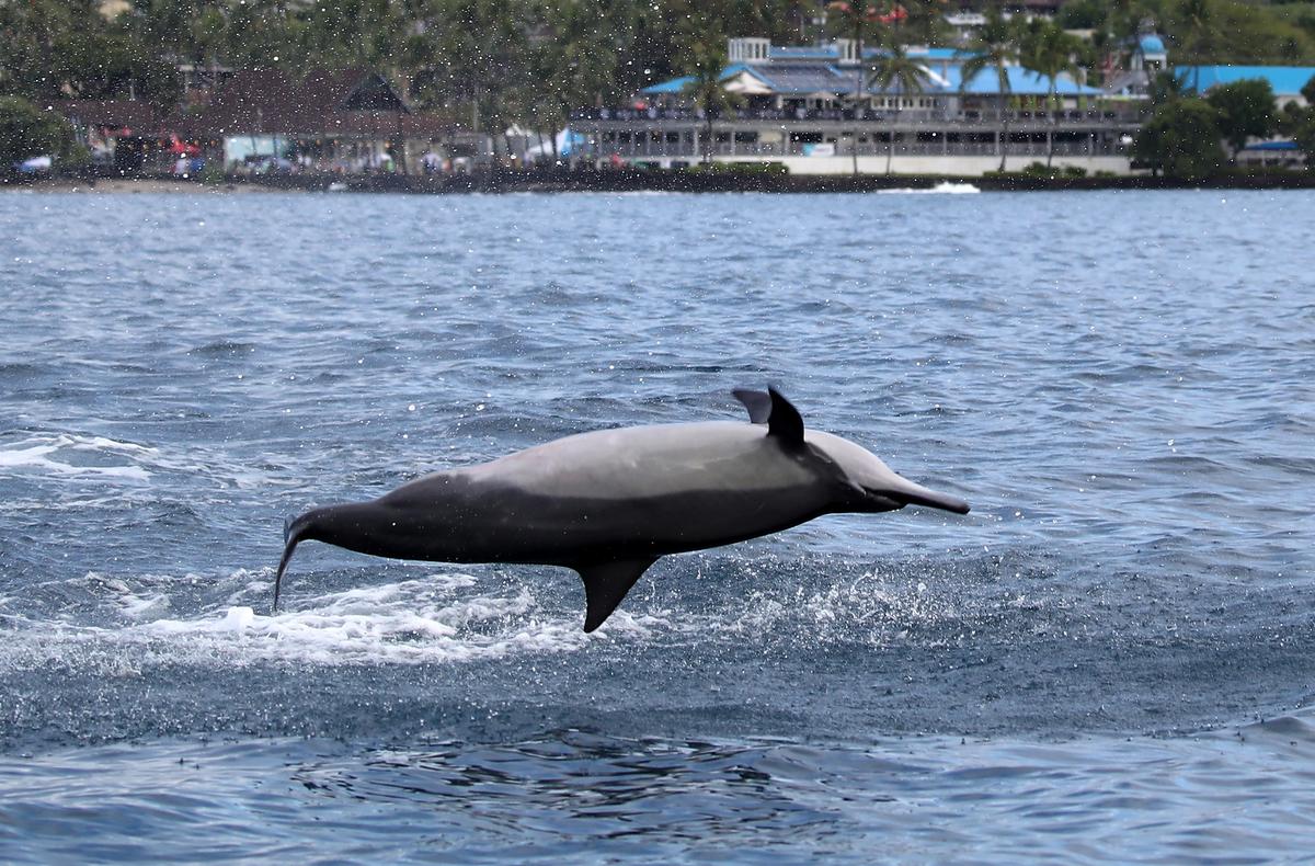 Feds Sued for Banning Swimming With Dolphins, Hurting Hawaiian Economy