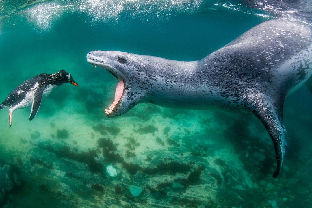 Wild PHOTOS: World Nature Photography Awards’ 2021 Winners Revealed—And the Pictures Are Jaw Dropping