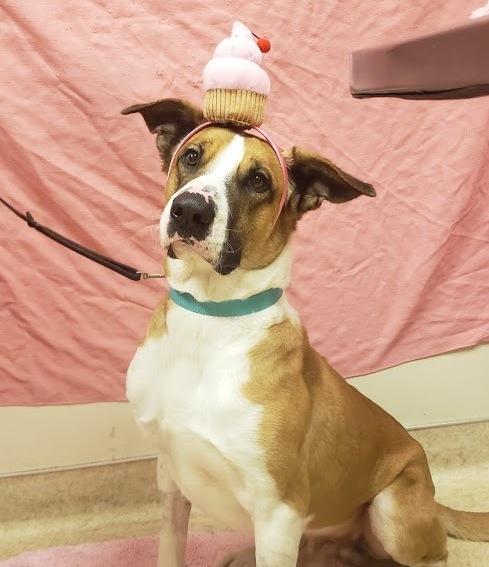 San Diego Humane Society Celebrates Cancer-Free Dog With Party