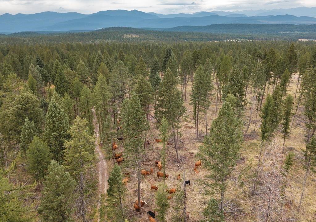 Cattle Helping to Manage BC Wildfire Risk With Targeted Grazing