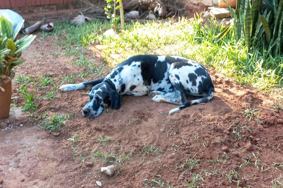 Dog Pays Touching Tribute to Her Furry Friend, Lies on the Grave for Hours