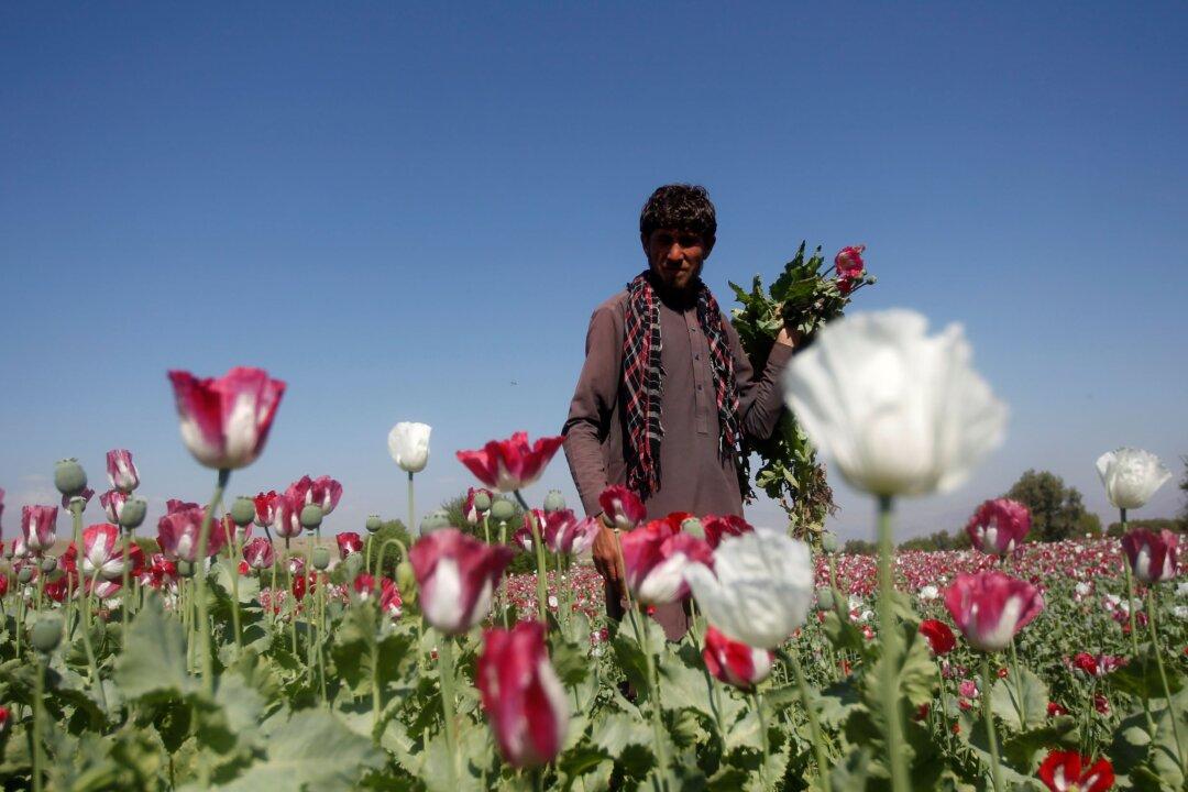 Taliban Bans Drug Cultivation, Including Lucrative Opium