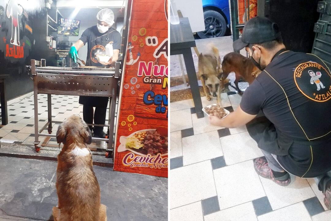 Stray Dogs Know This Shop Prepares Free Meals, So They Wait Patiently for Their Turn