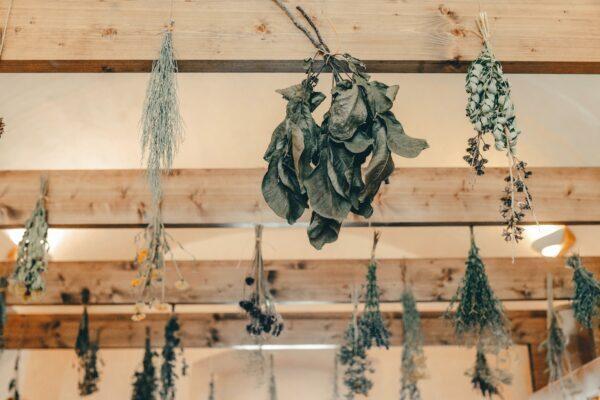 Herb drying times vary depending on the type of herb and humidity levels in your home. (Jan Antonin Kolar/Unsplash)