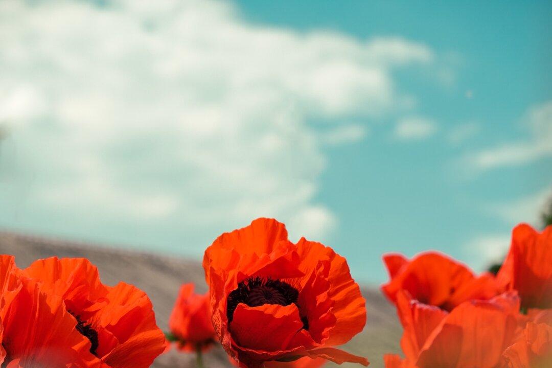 All About The Poppy Flower