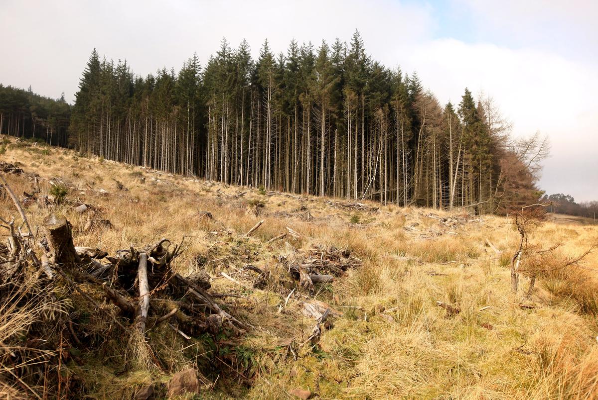 Significant Amount of Welsh Farming Land Being Lost to ‘Greenwashing’ Carbon Offset Projects