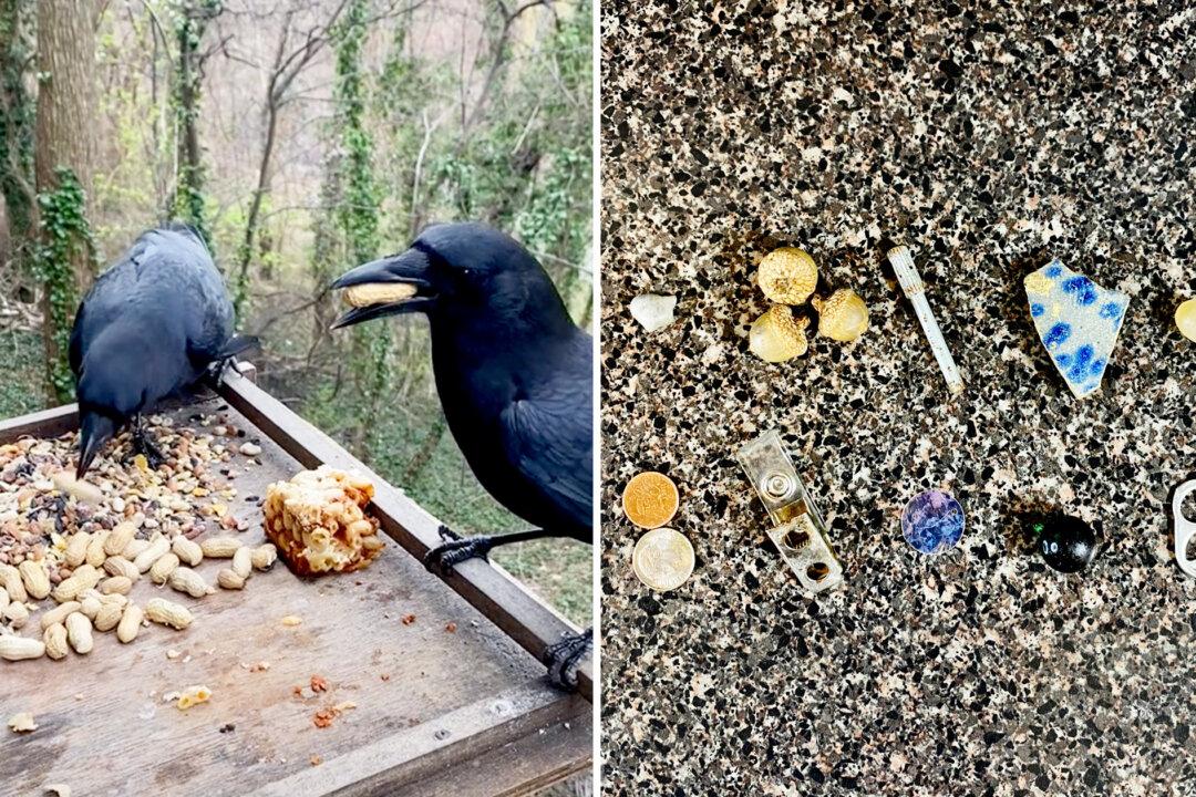 Woman Befriends Crow Family Who Leaves Her With Small Gifts as a Token of Their Gratitude