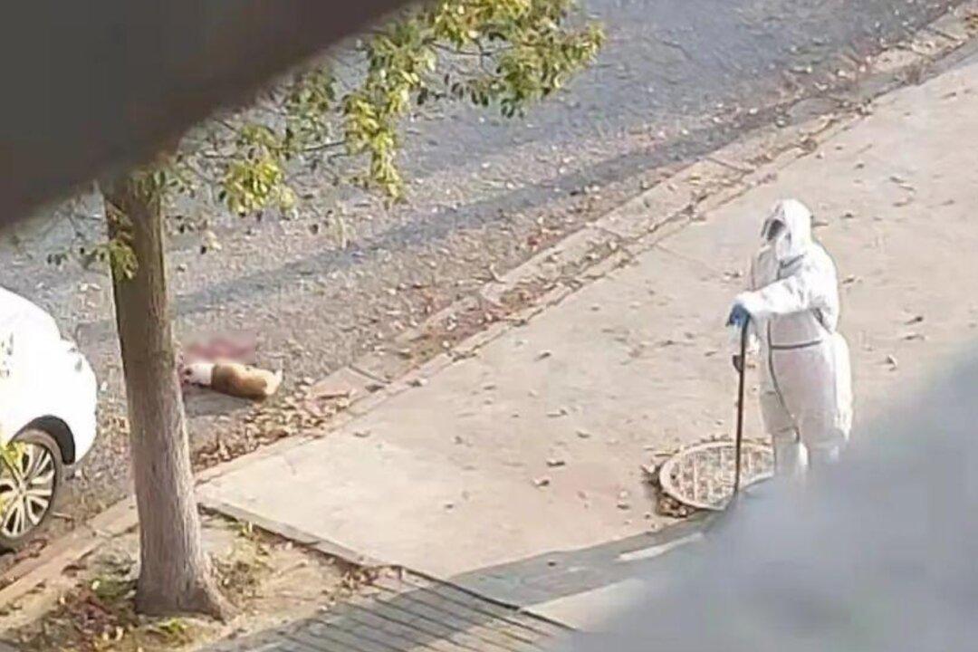 Pandemic Worker Kills Pet Dog After Owners Quarantined in China