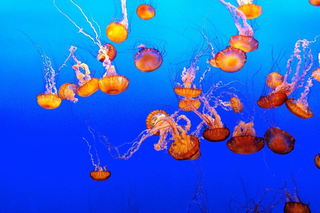 A Visit to the Monterey Bay Aquarium