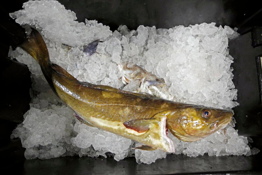 Seafood Biz Braces for Losses of Jobs, Fish Due to Sanctions