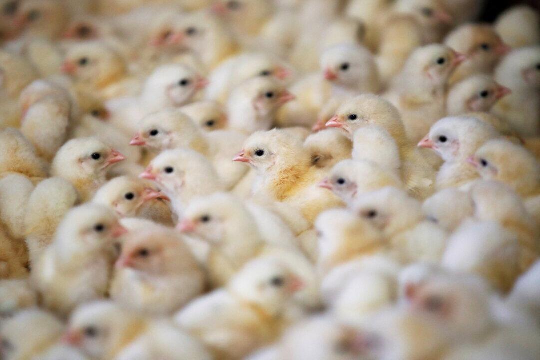 Rare Upsurge in Bird Flu Makes for Worst-Ever Crisis in France