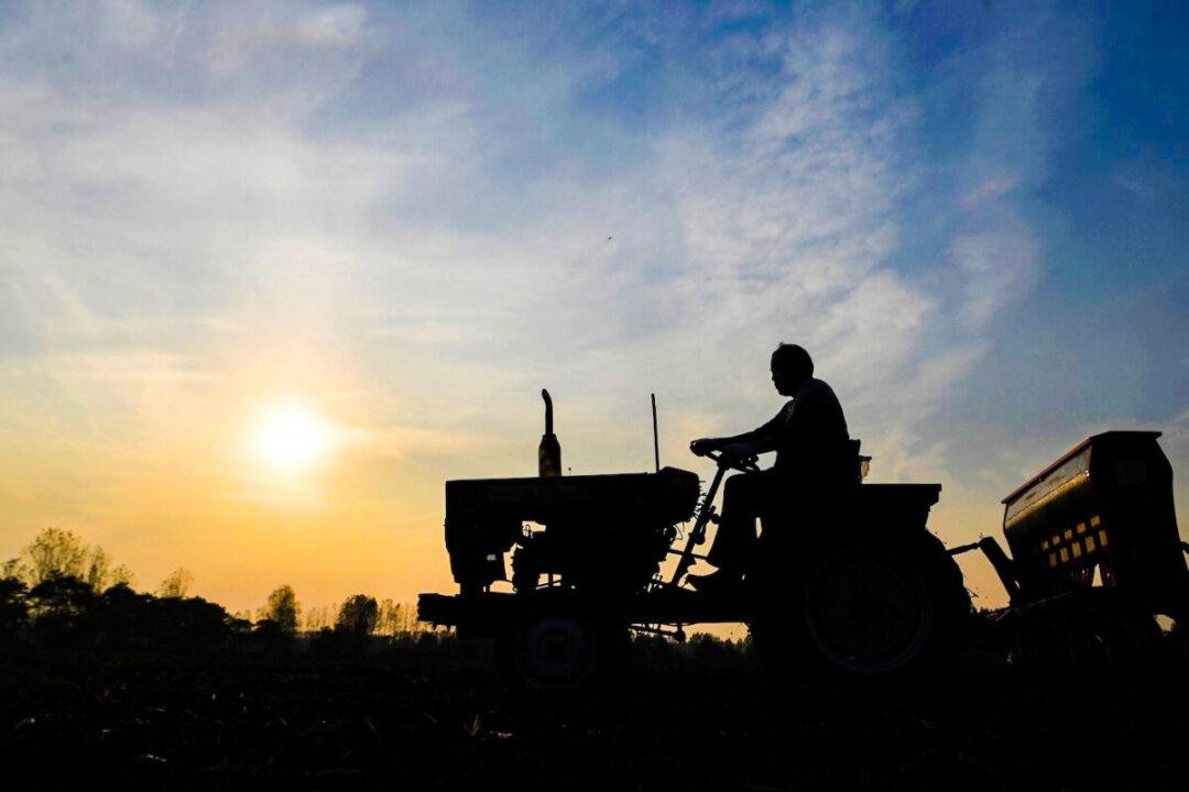 China’s Dependence on Imported Seeds Threatens Food Security: Analyst