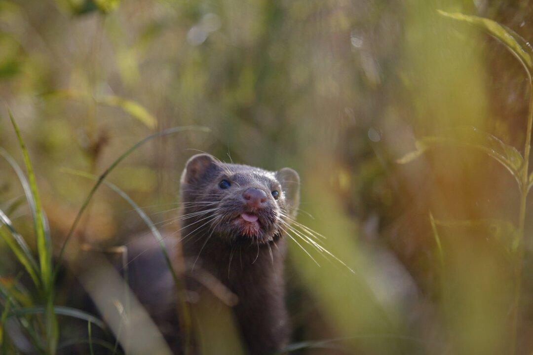 BC Court Denies Interim Request by Mink Farmers Ahead of Their COVID-19 Challenge