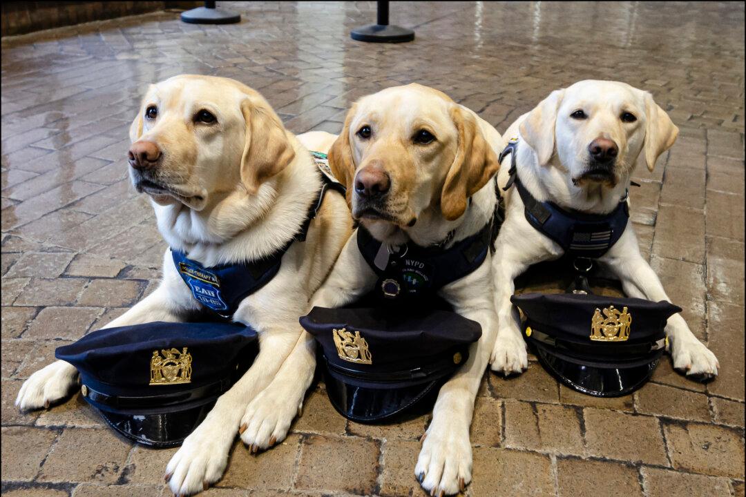 To Protect and Cuddle: NYPD’s Therapy Dogs on the Job