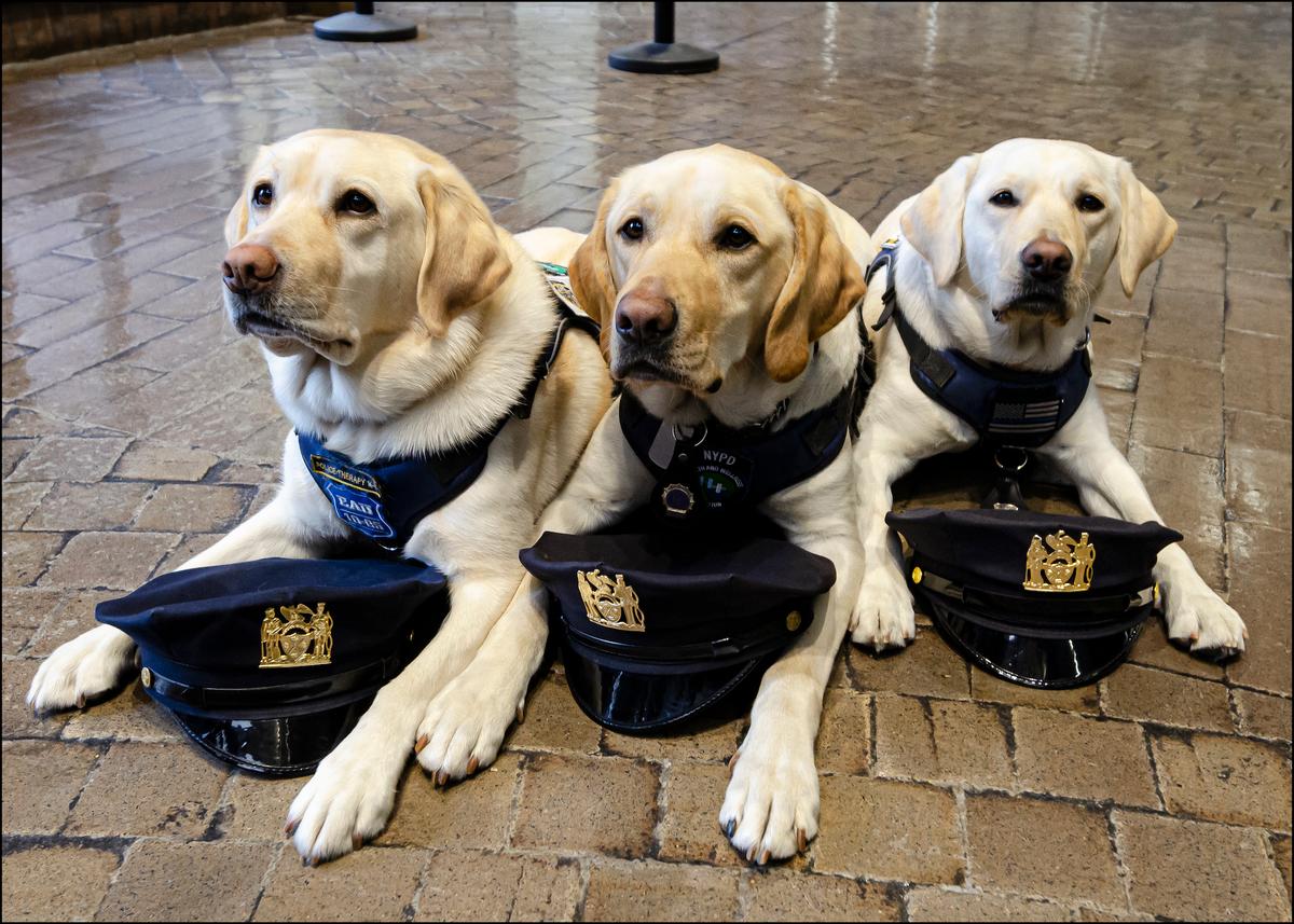 To Protect and Cuddle: NYPD’s Therapy Dogs on the Job