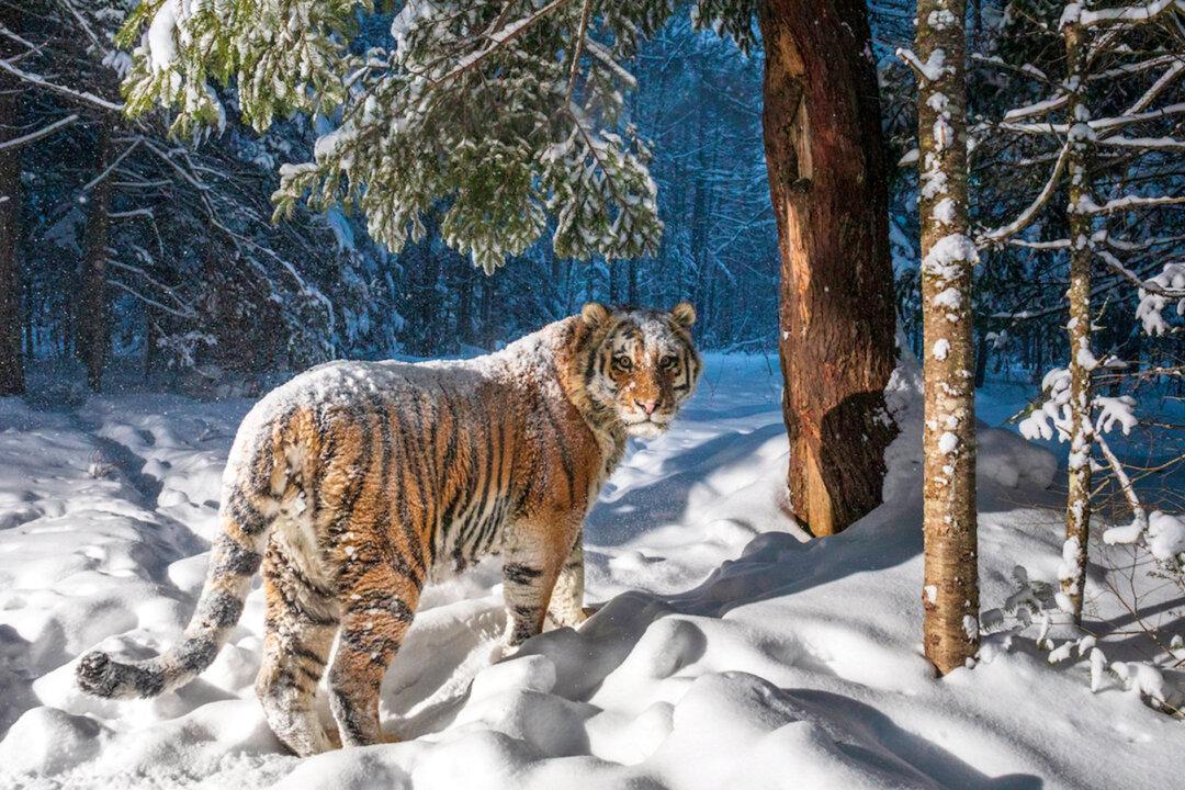 Photographer Captures an Incredible Image of a Rare, Endangered Siberian Tiger