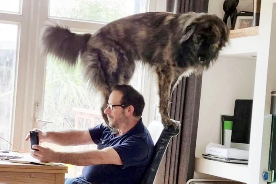 Hilarious Photos Show Pet Owner Struggling to Work From Home Around His Massive Dog