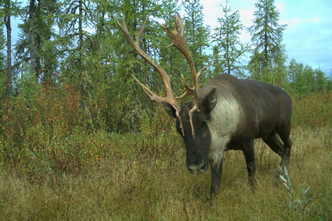 Quebec Premier Warns Ottawa Against Unilateral Action to Protect Province’s Caribou