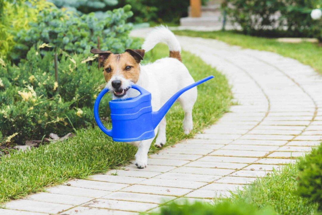 Spring Bulbs Are Toxic to Dogs