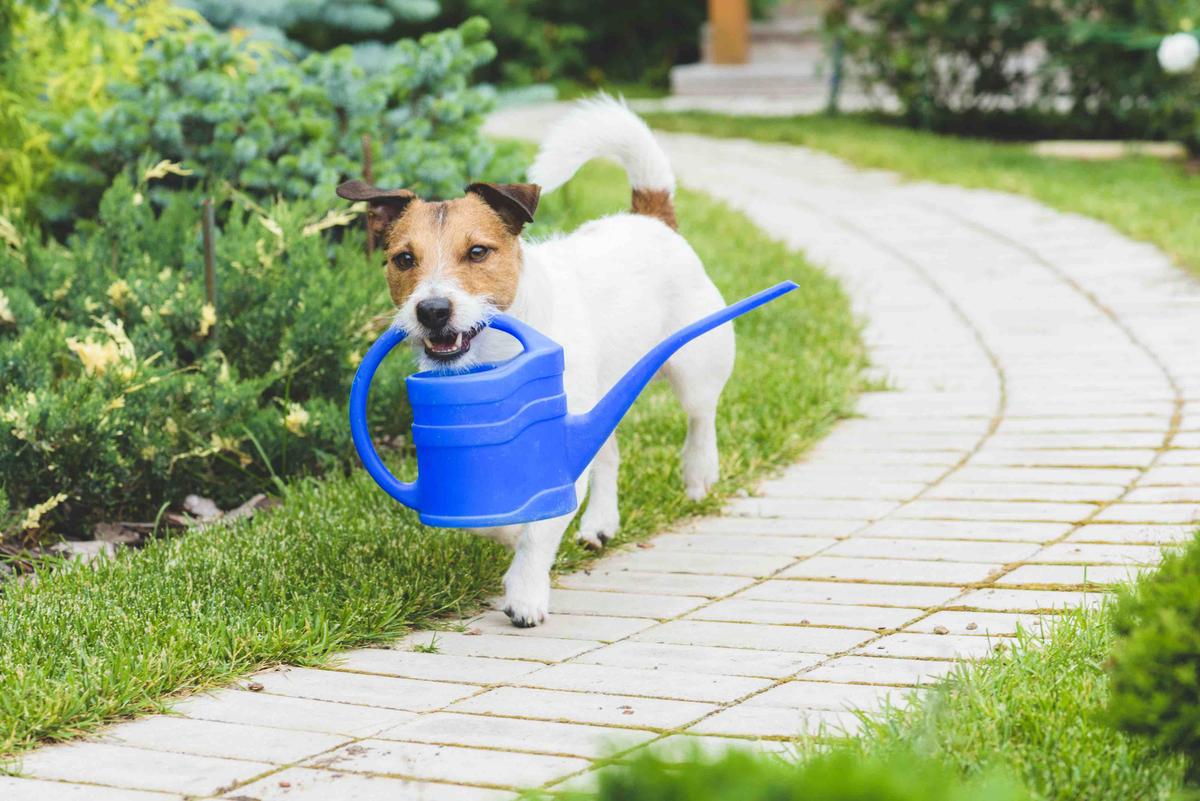 Spring Bulbs Are Toxic to Dogs