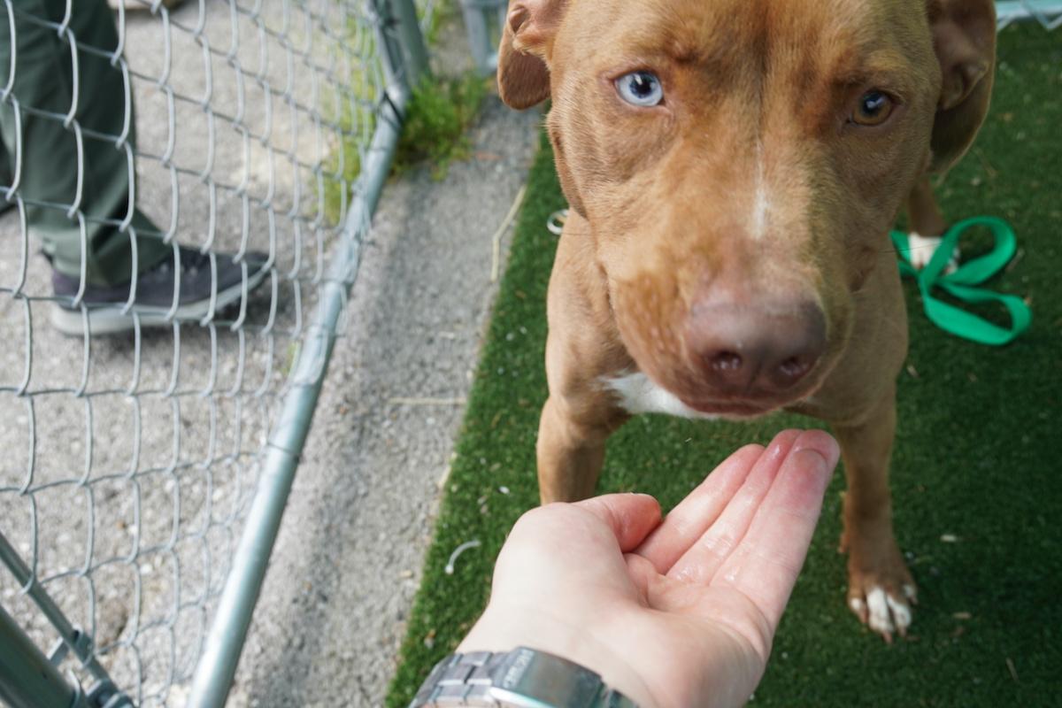 Why California Animal Shelters Are Facing a Record Number of Abandoned Pets