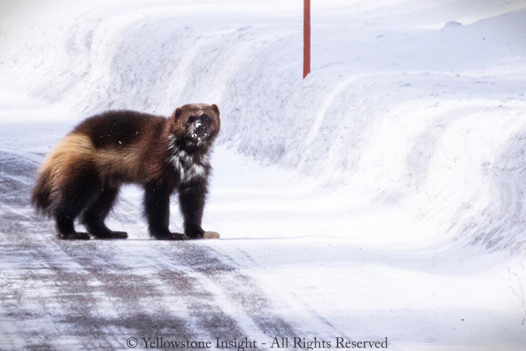Park Guide Spots Ultra-Rare Yellowstone Wolverine for Once-in-a-Lifetime Closeup Encounter