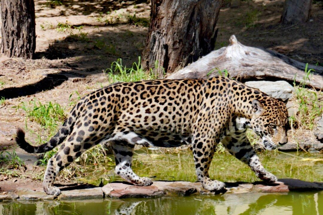 Chinese Trafficking of Exotic Animals Flourishes in Bolivian Amazon