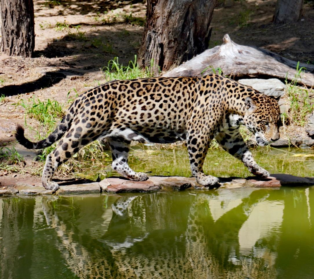 Chinese Trafficking of Exotic Animals Flourishes in Bolivian Amazon