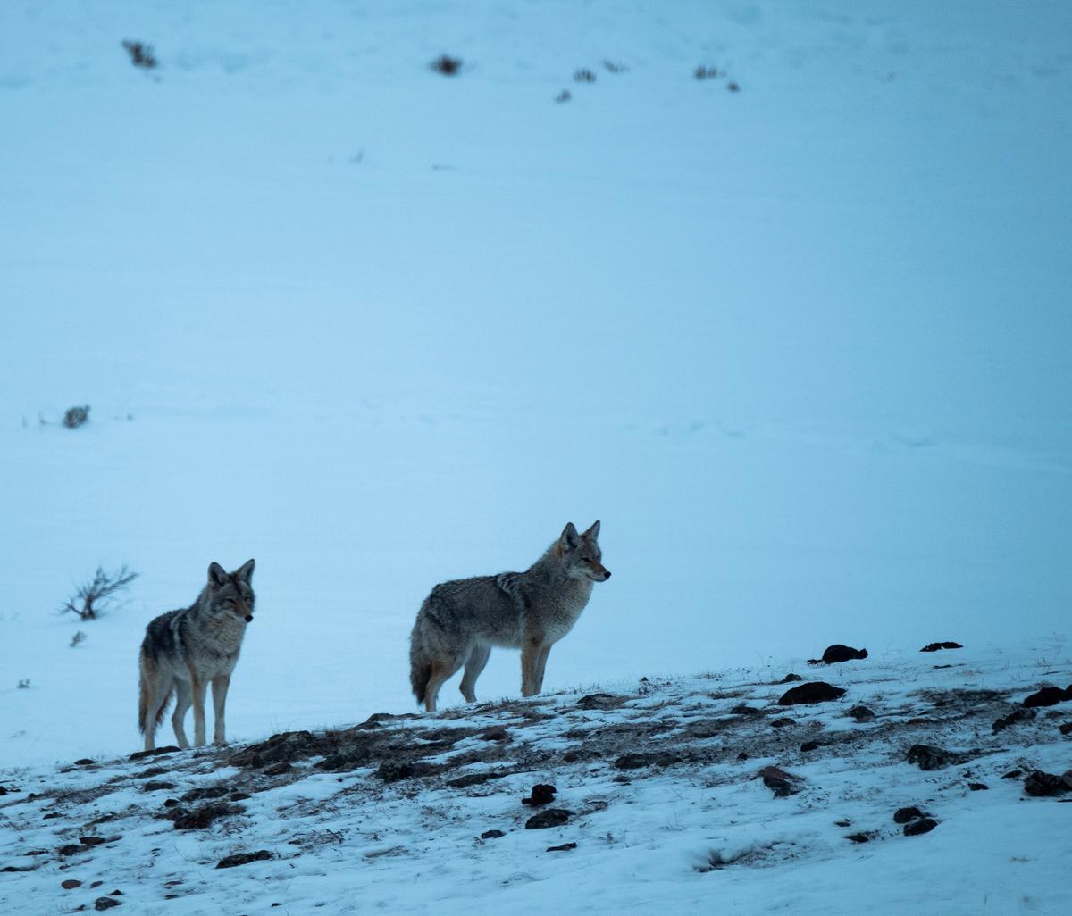 Coyotes on the hunt. (Benjamin Myers/TNS)