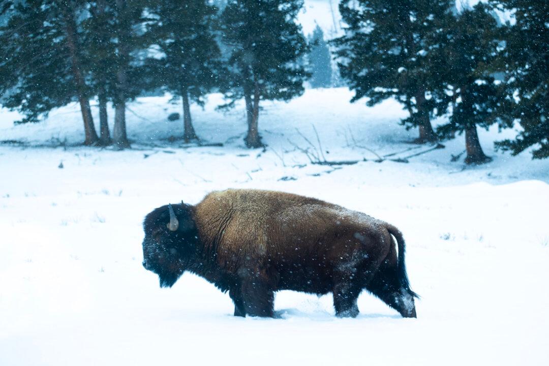 Keeping the Wild Wild: Celebrating 150 Years of Yellowstone National Park