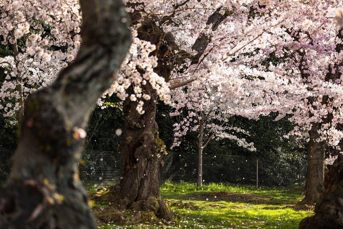 3 Great Poems About Spring