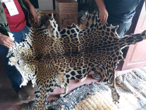 A jaguar pelt confiscated from animal traffickers held by Beni's director of wildlife, Jorge Callau, on April 11, 2022. (Autumn Spredemann/The Epoch Times)