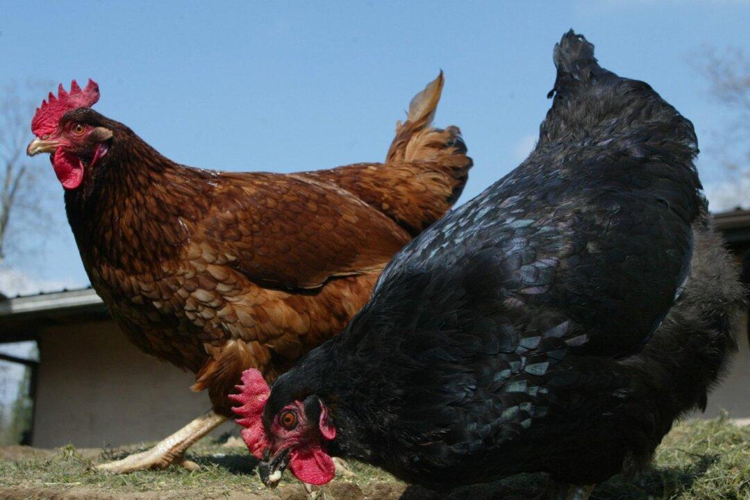 Canadian Food Inspection Agency Confirms Avian Flu on Fourth Quebec Poultry Farm