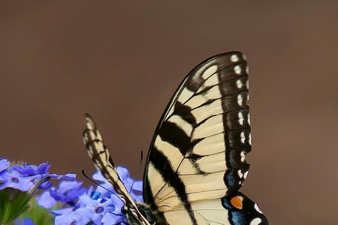 On Gardening: The Early Butterfly Gets the Verbena. Do You Have Them Planted?