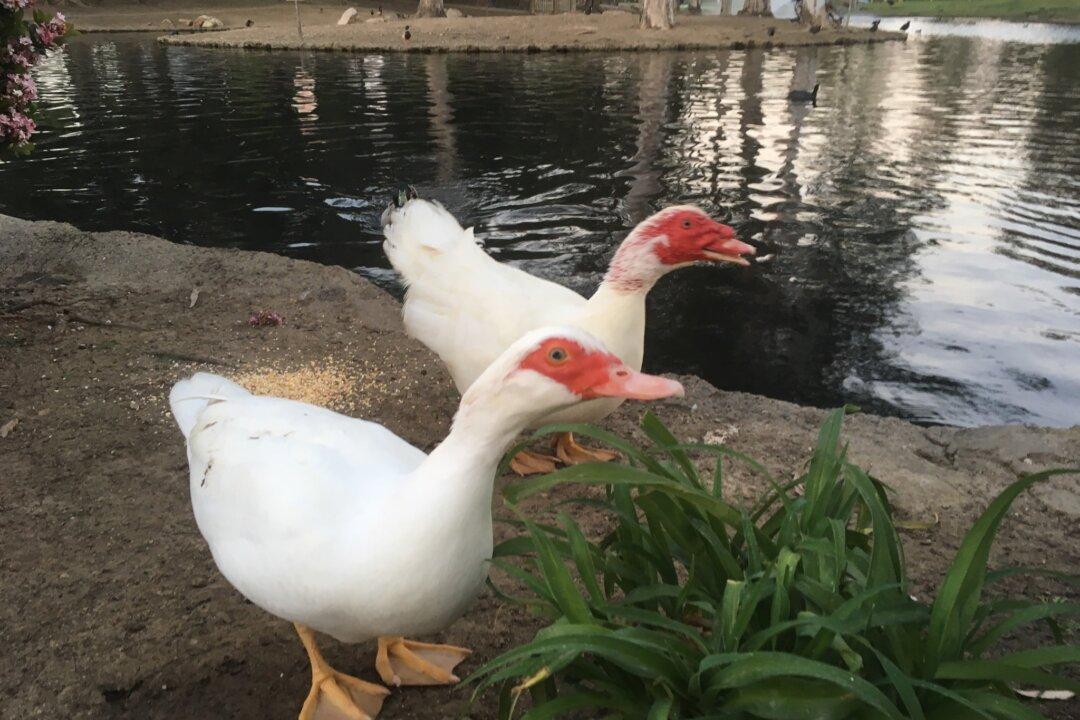 4 Ducks Shot to Death at Costa Mesa’s ‘Duck Park’