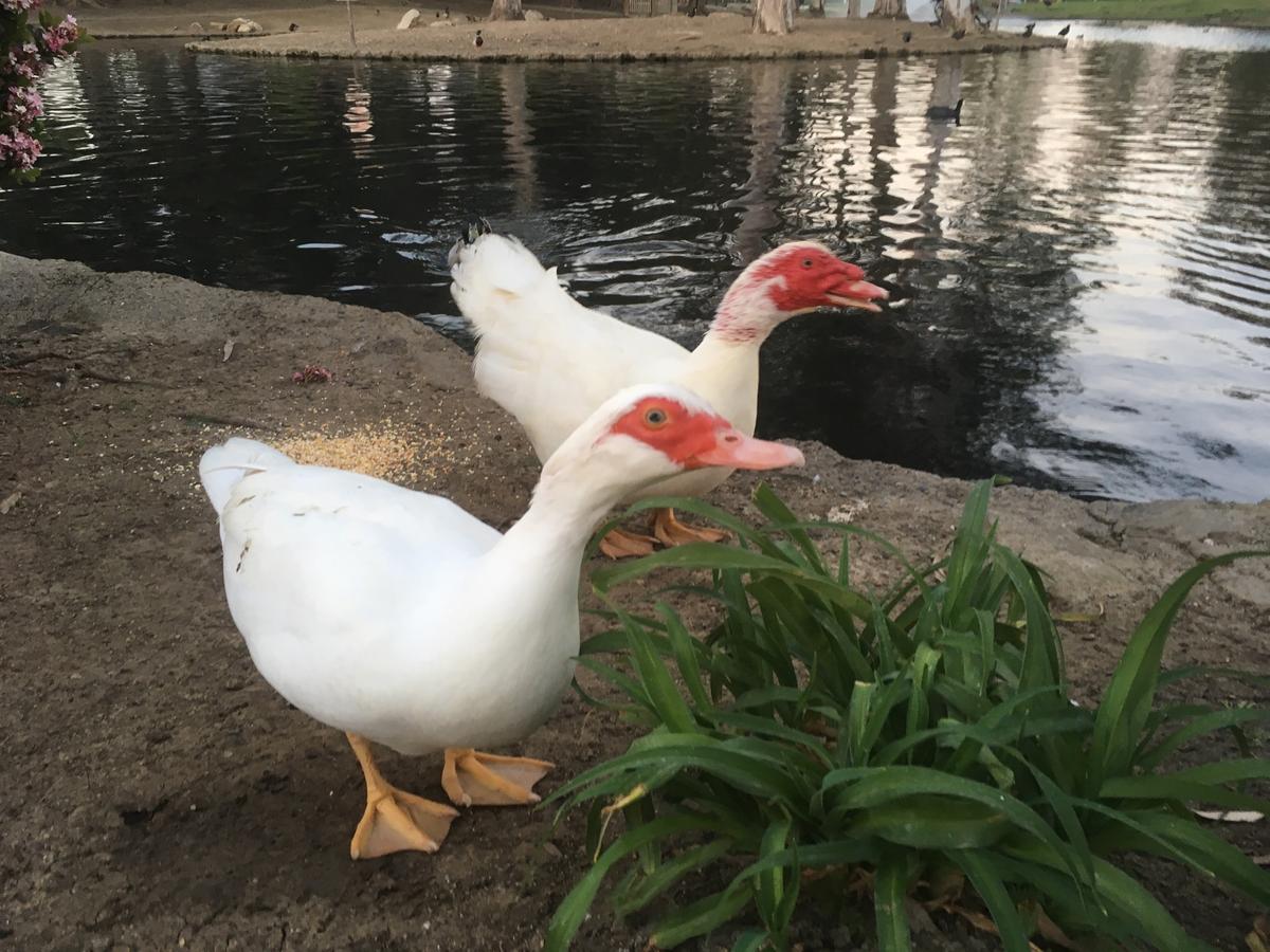 4 Ducks Shot to Death at Costa Mesa’s ‘Duck Park’