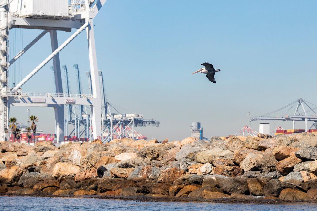 LA Port Unveils New Wildlife Website