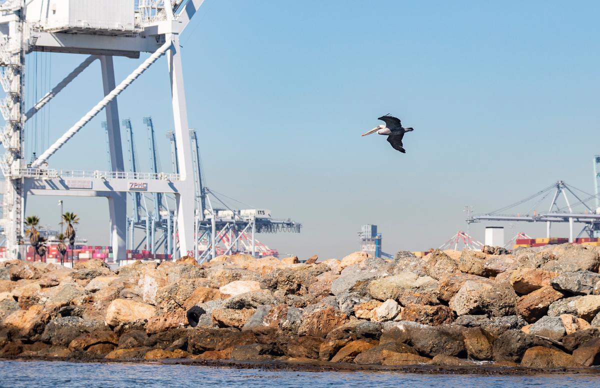LA Port Unveils New Wildlife Website