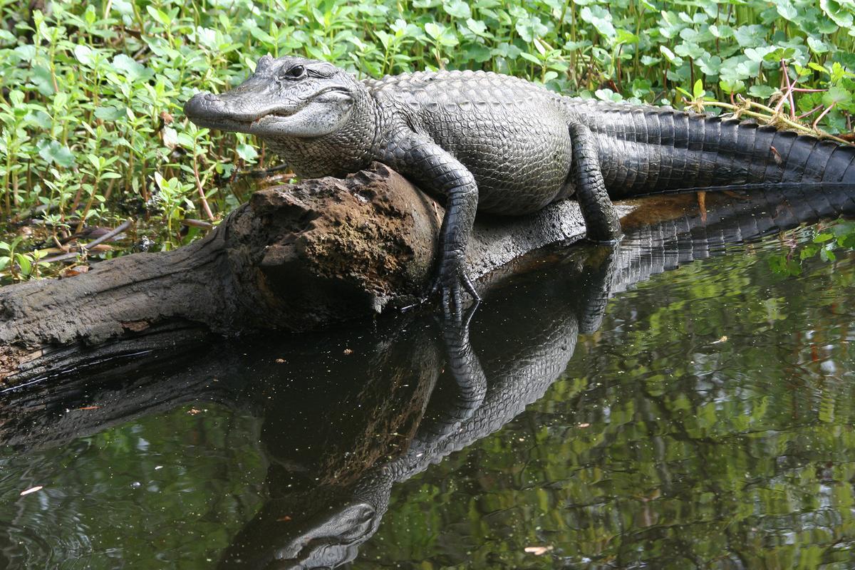 Travel for Two: Take a Cajun-Style Walk on the Wild Side in Manchac Swamp