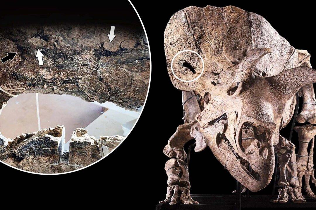 World’s Biggest Triceratops Skull Shows Puncture Wound From Rival’s Horns Inflicted in a Battle: Study