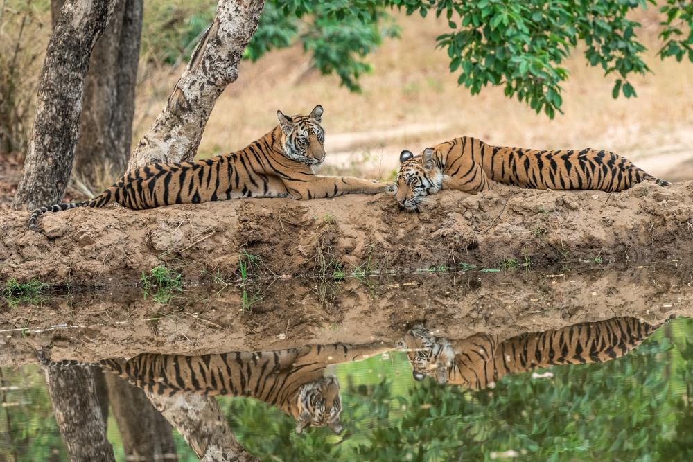 Stalking Tigers: On Safari in India