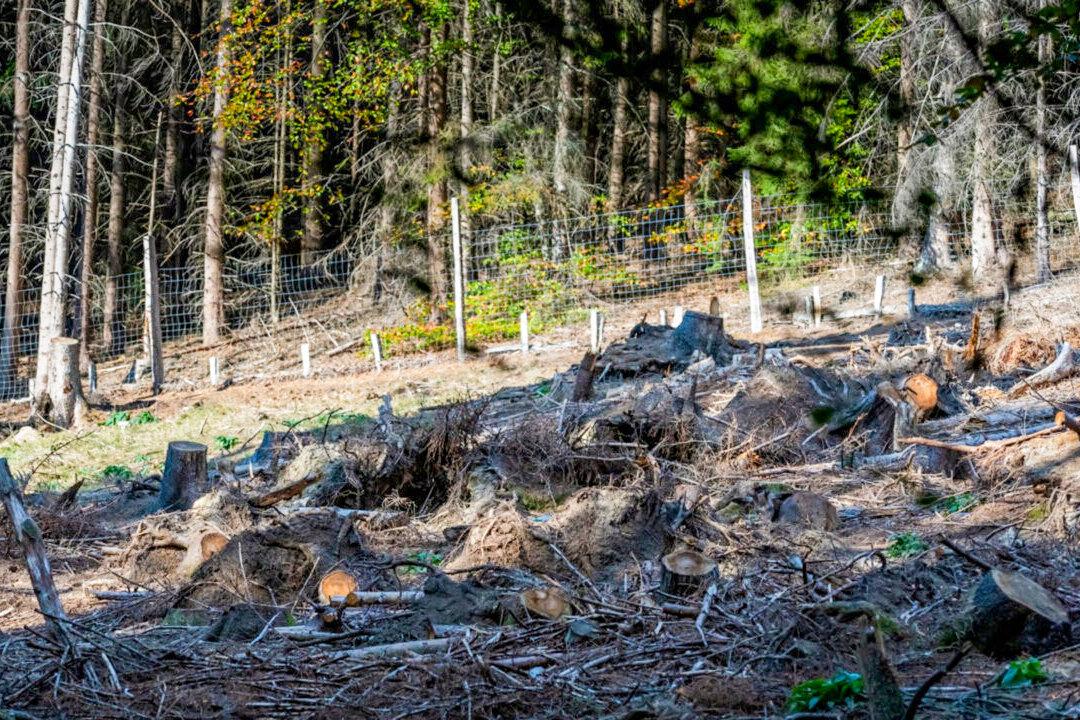 Can You Spot the Perfectly Camouflaged Young Deer Hiding in This Woodland-Setting Photo?