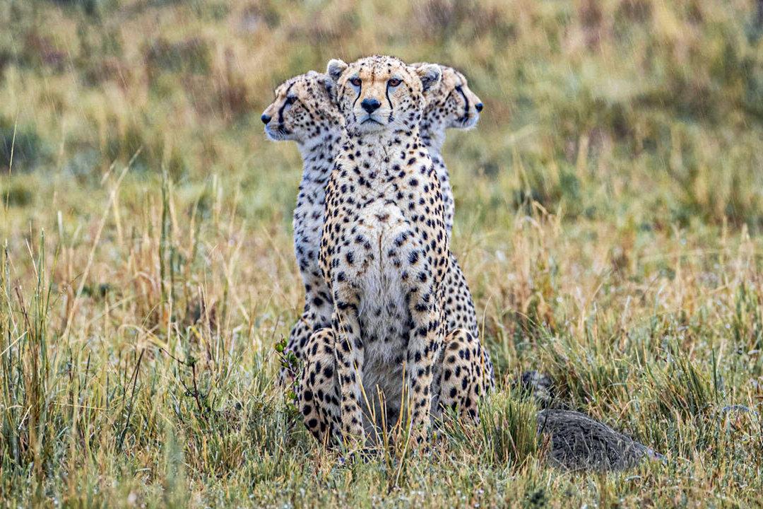 Rare Photo: Cheetah Seems to Have ‘3 Heads’ in This Perfect Safari-Time Illusion